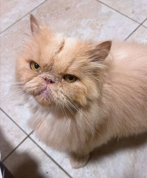 Chipps (50% Off Adoption Fee)