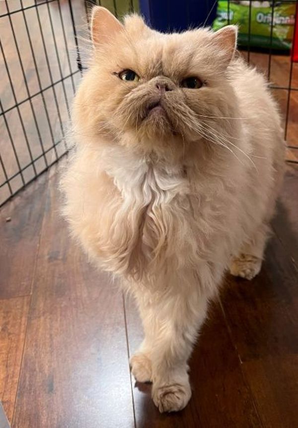 Chipps (50% Off Adoption Fee)