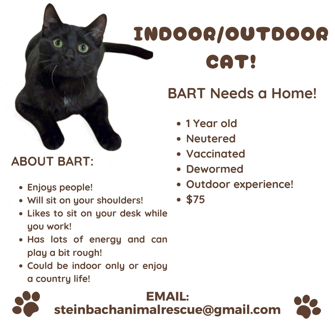 Bart, an adoptable Domestic Short Hair in Steinbach, MB, R5G 2B2 | Photo Image 3