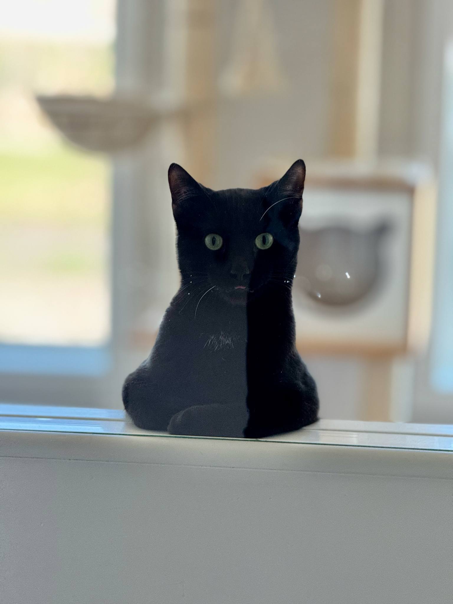 Bart, an adoptable Domestic Short Hair in Steinbach, MB, R5G 2B2 | Photo Image 6