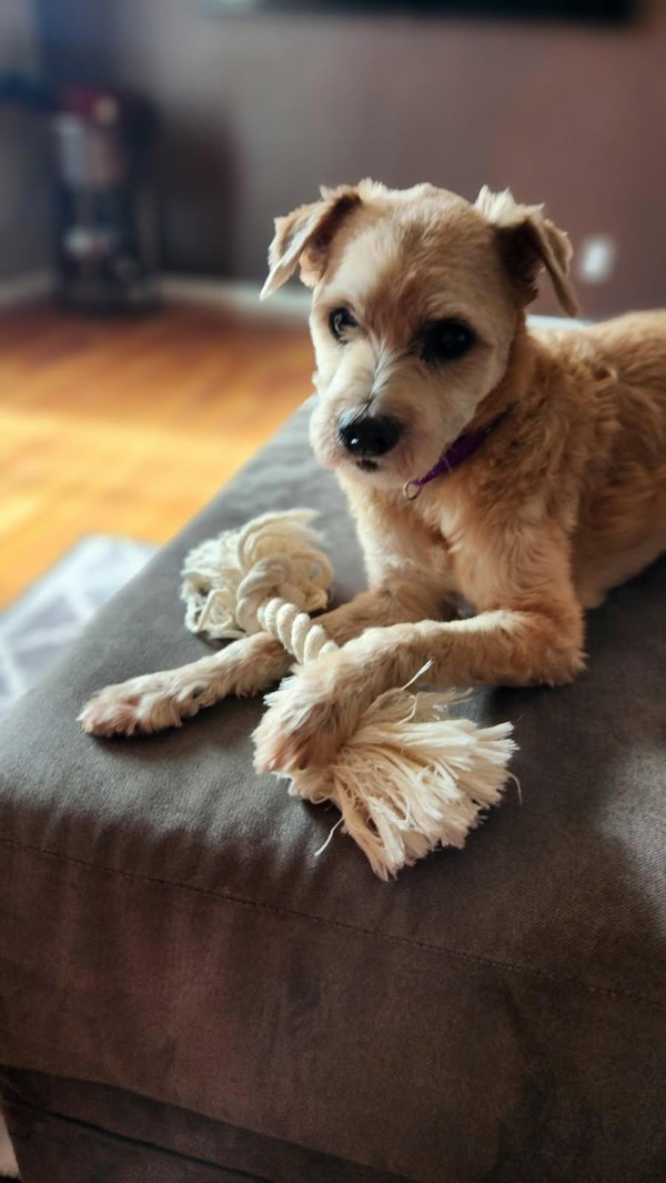 Gizmo