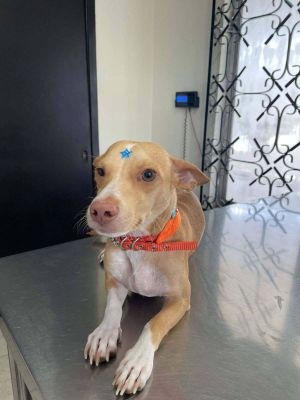 Chapo, Adult Male Chihuahua