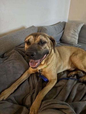 Melo, Adult Male Mastiff