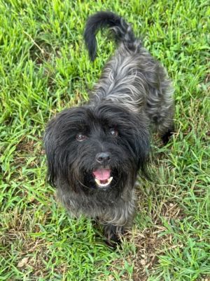 Ace, Adult Male Yorkshire Terrier