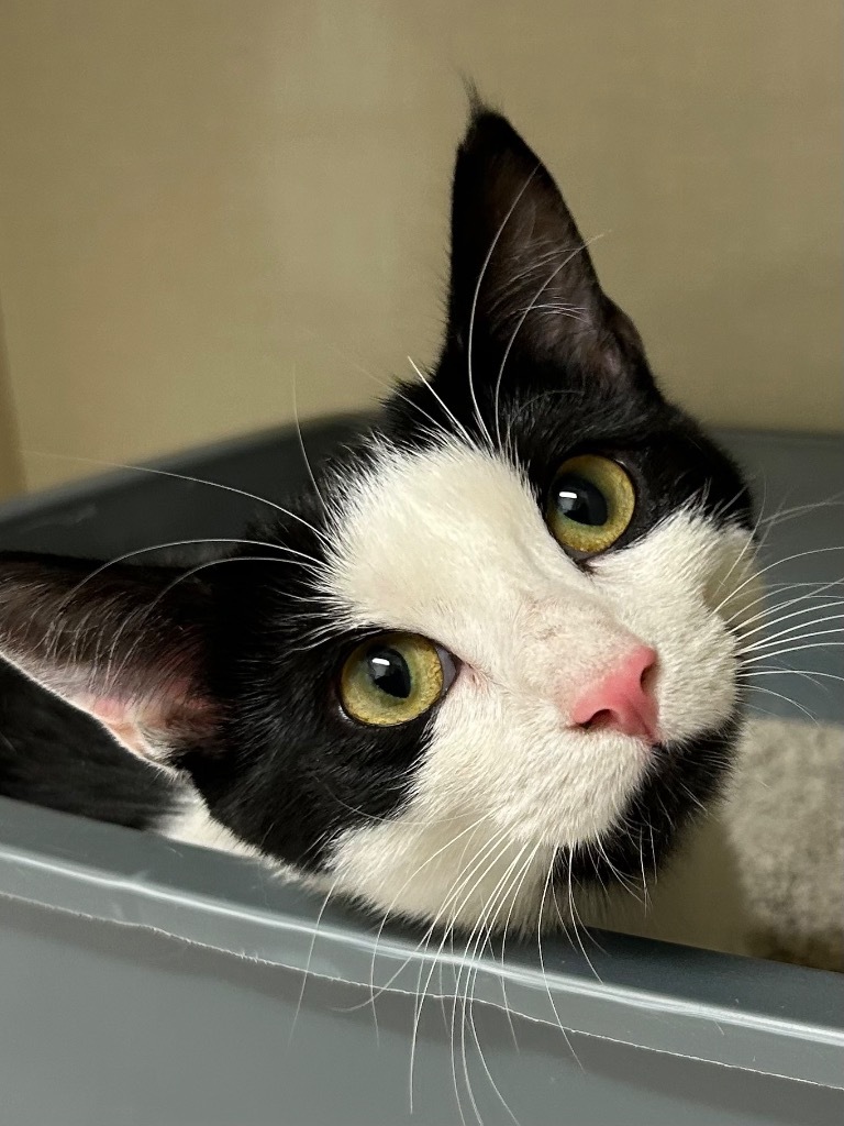 Cecilly, an adoptable Domestic Short Hair in Winnipeg, MB, R3H 0M1 | Photo Image 1