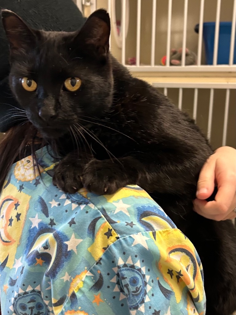 John Deer, an adoptable Domestic Short Hair in Winnipeg, MB, R3H 0M1 | Photo Image 1