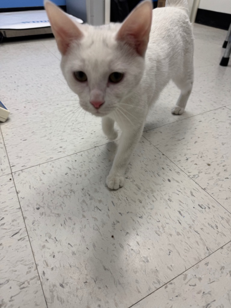 Madame Von Whiskerson