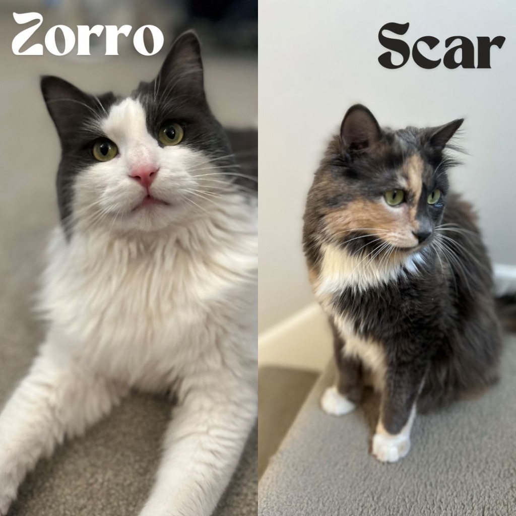 Zorro / Scar