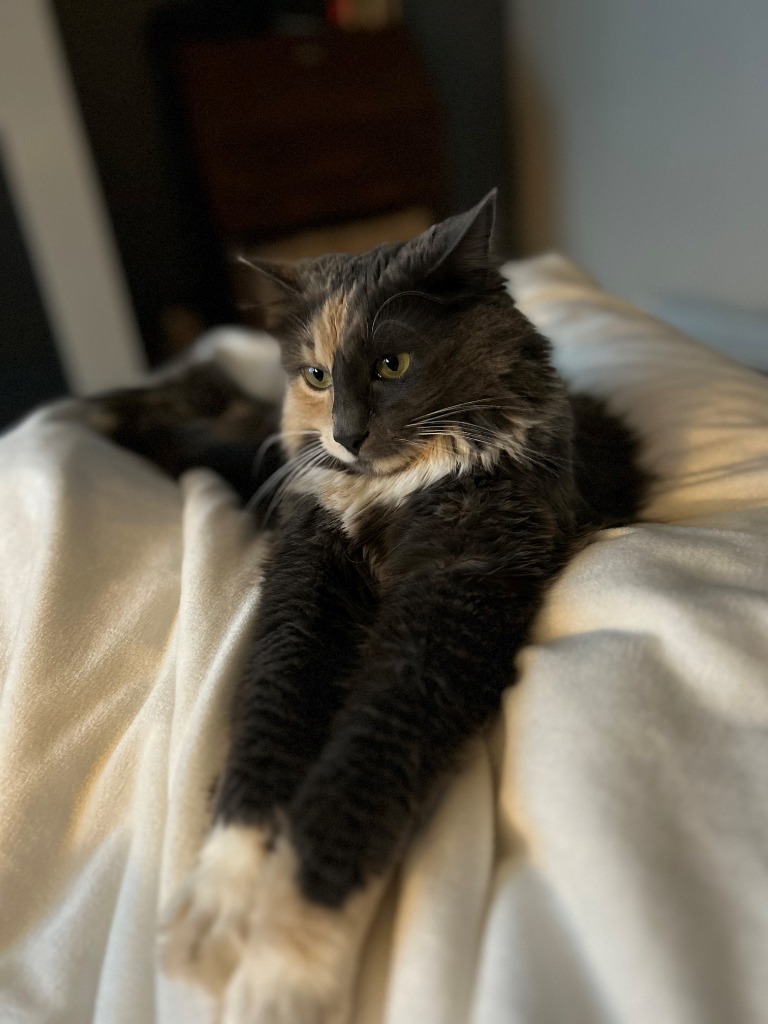 Zorro / Scar