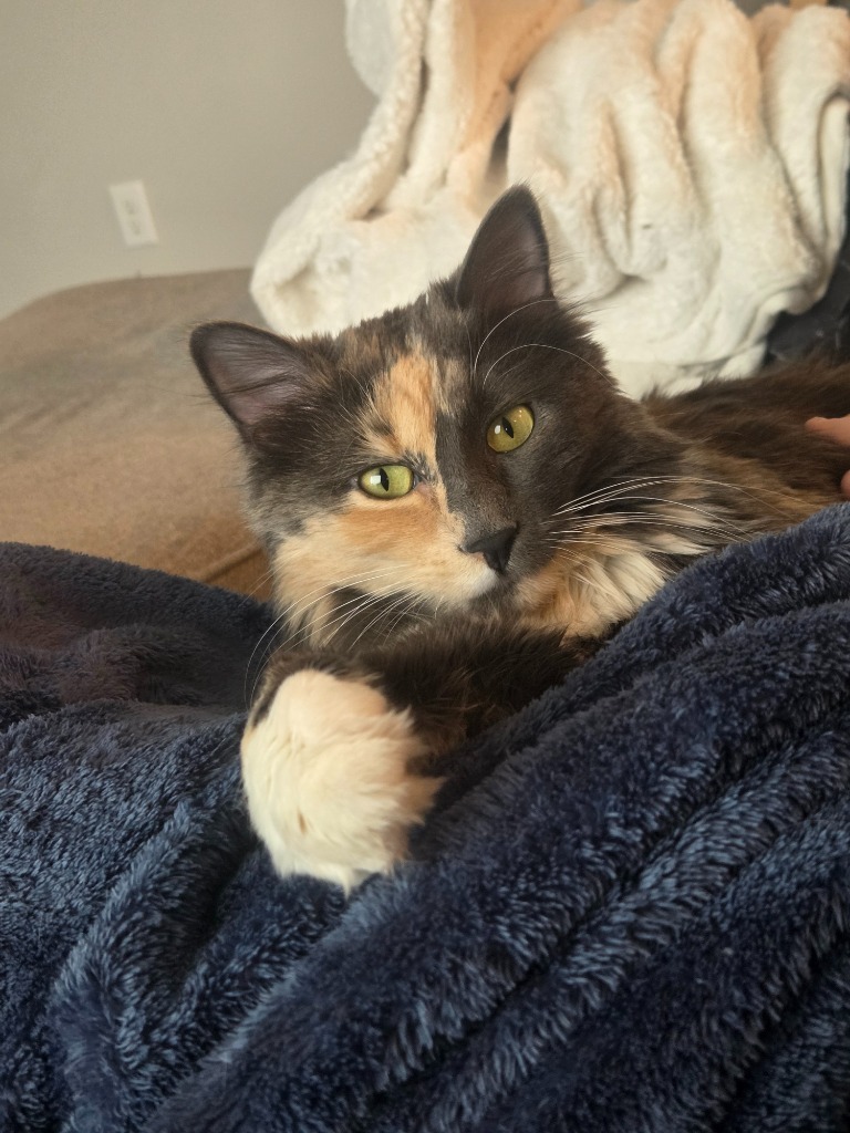 Zorro / Scar