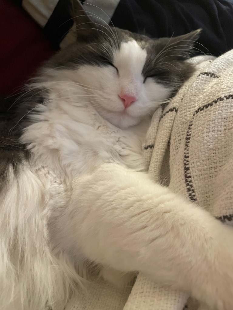 Zorro / Scar