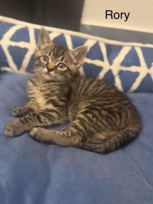 Rory (pre-adopt), Baby Female Domestic Short Hair