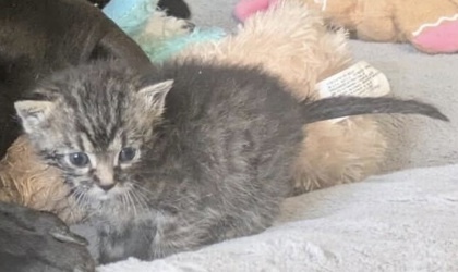 Rory (pre-adopt)