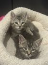 Rory (pre-adopt) photo 2