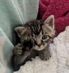Rory (pre-adopt) photo 3