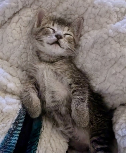 Ronan (pre-adopt)