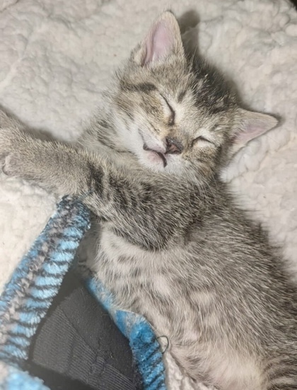Ronan (pre-adopt)