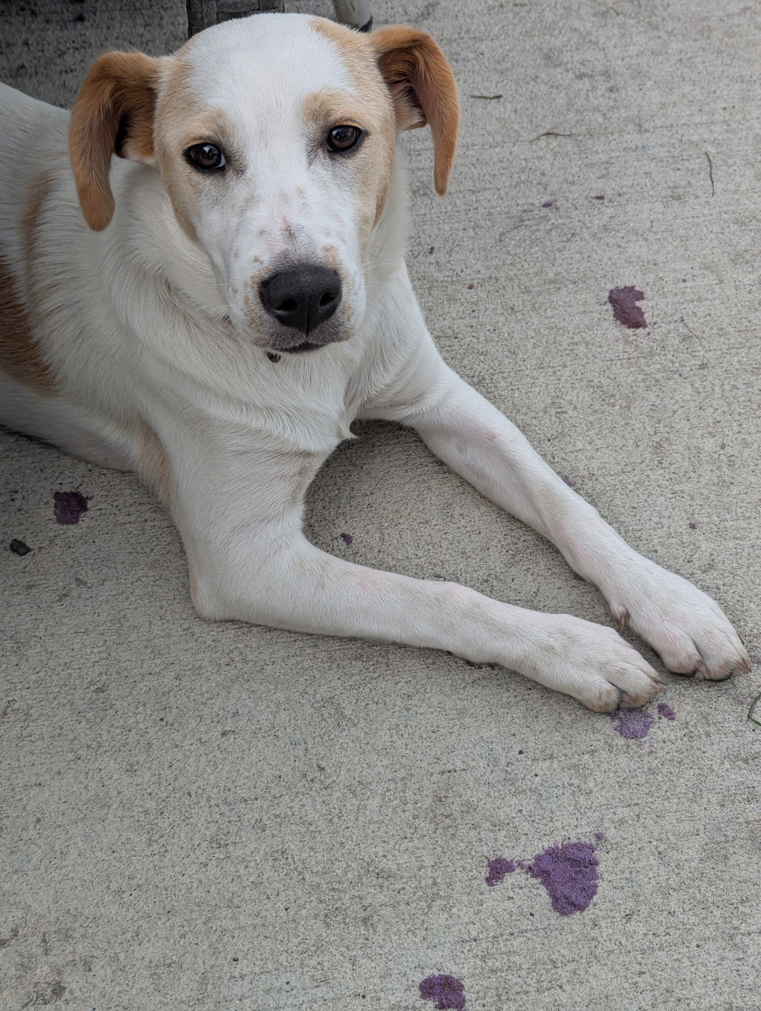 Piper