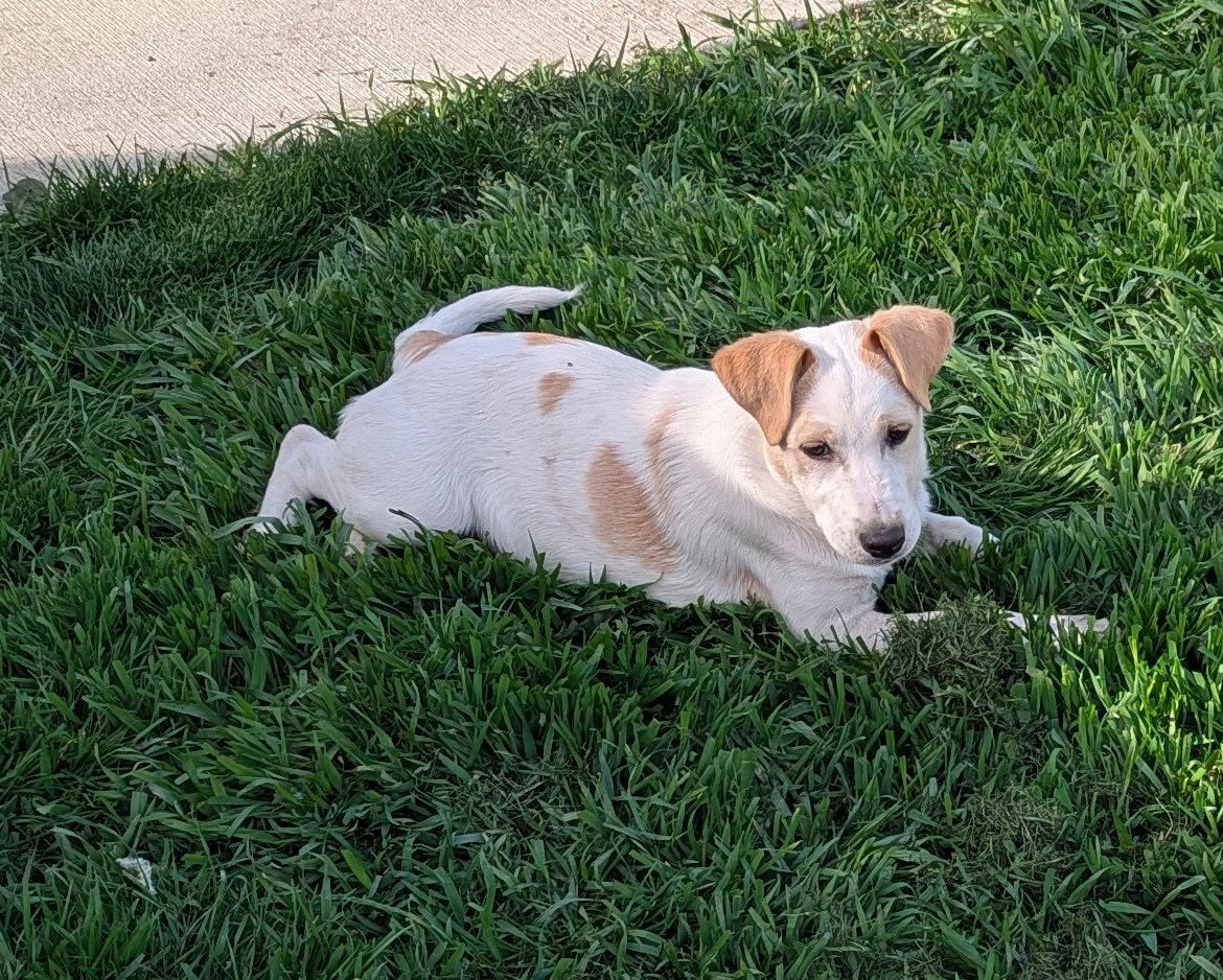 Piper