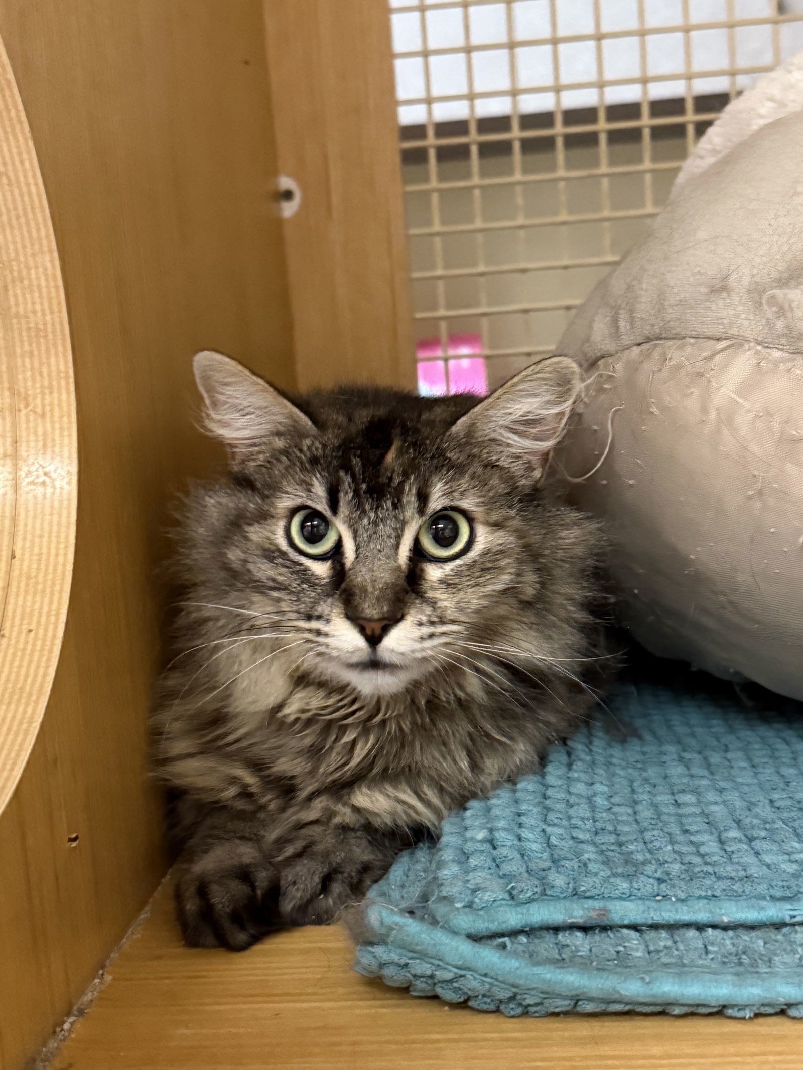 Tilly Napa Petco