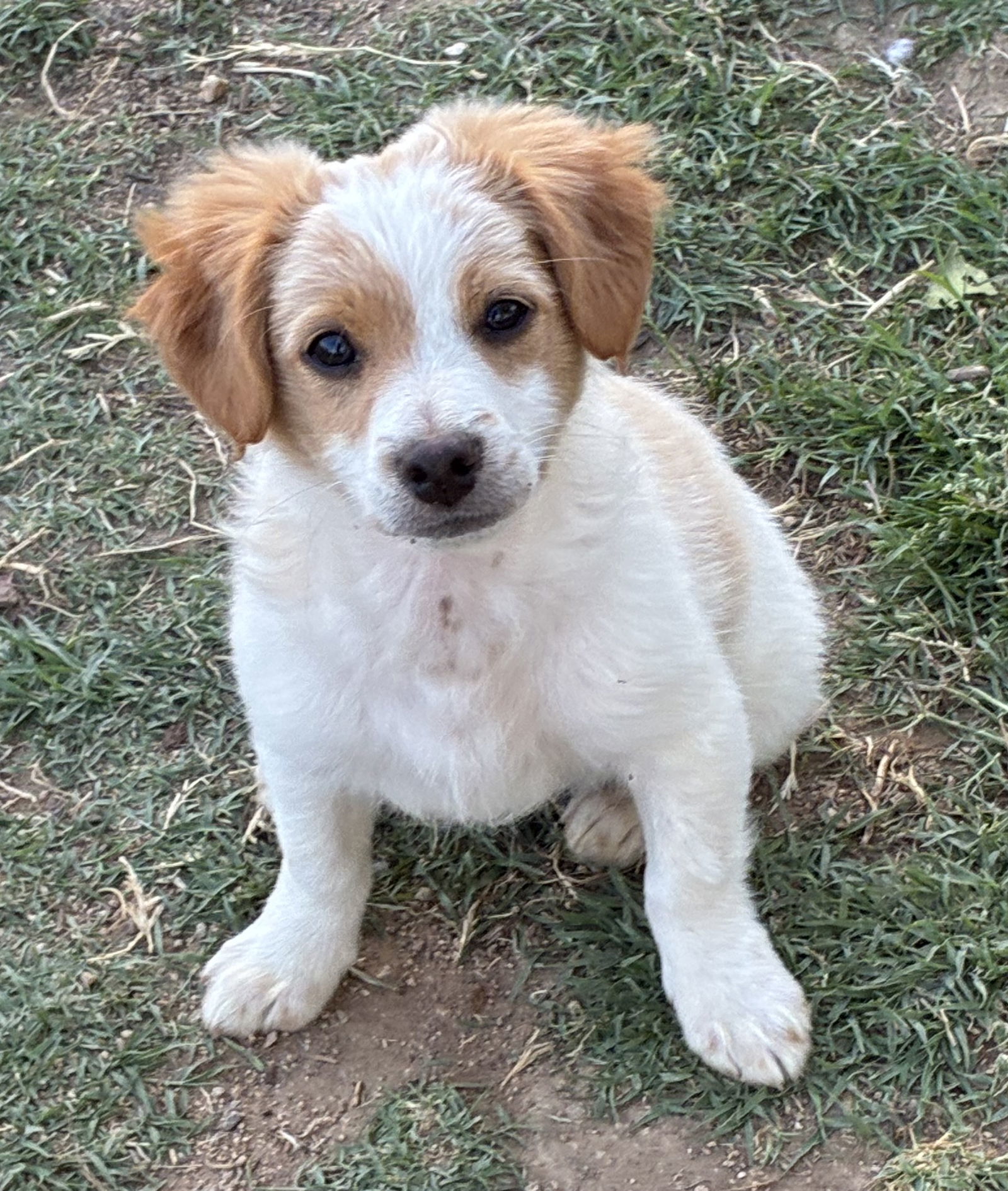 Puppy - Daisy