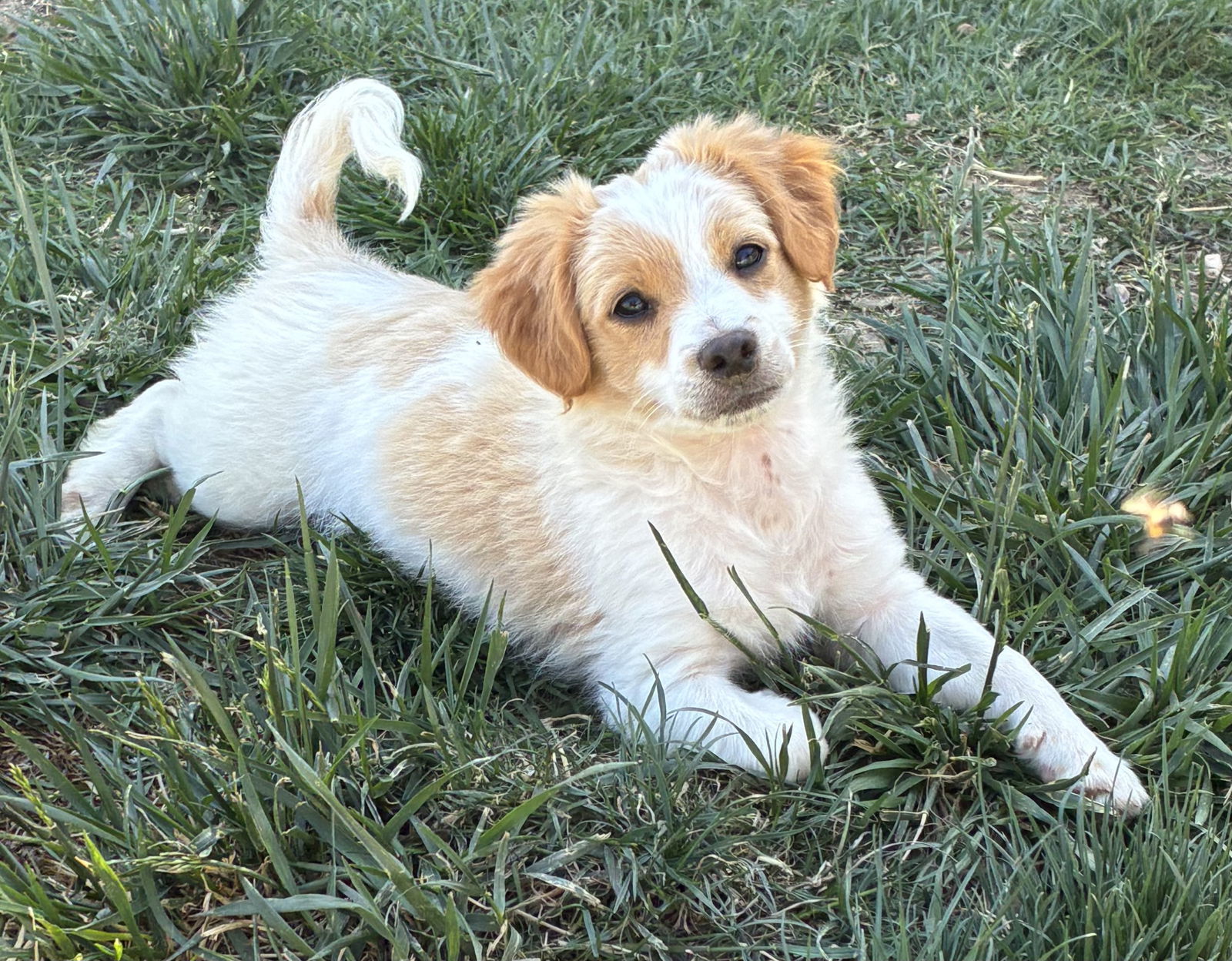 Puppy - Daisy