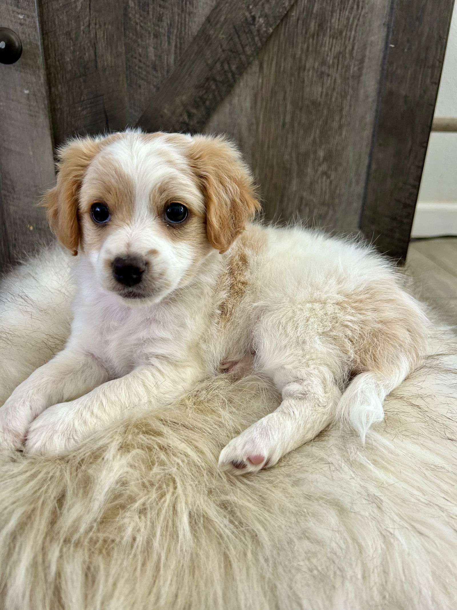 Puppy - Daisy