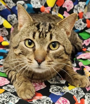 Miloe, Young Male Domestic Short Hair