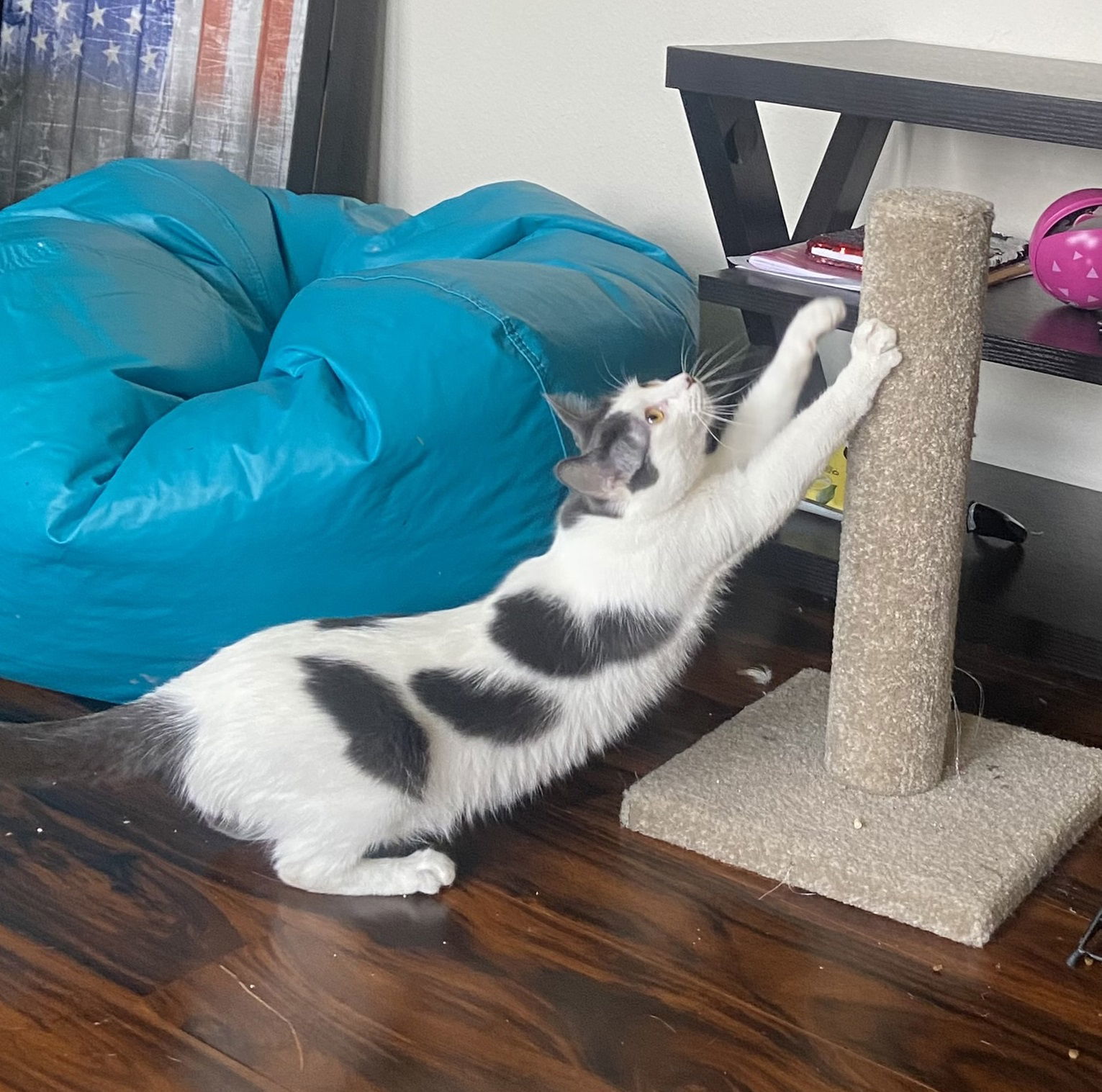 Tallie #Holstein-cat