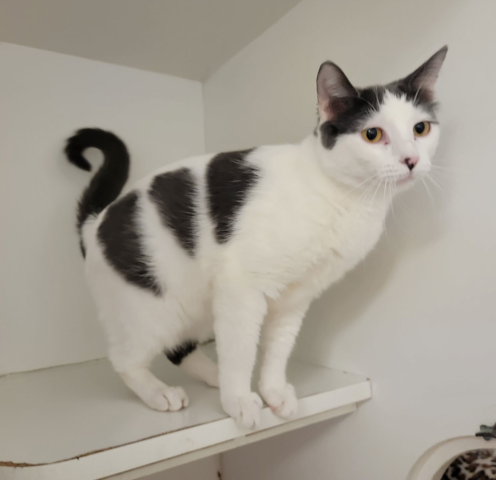 Tallie #Holstein-cat