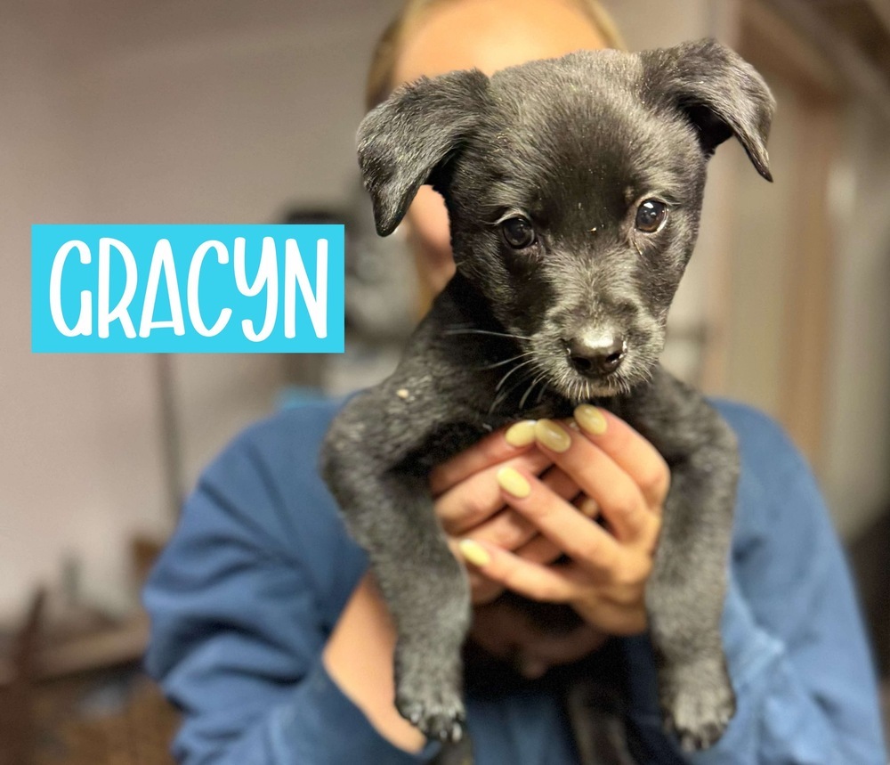 GRACYN