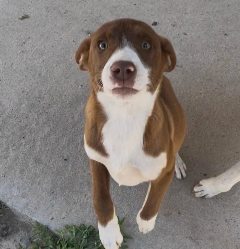 BROWNIE
