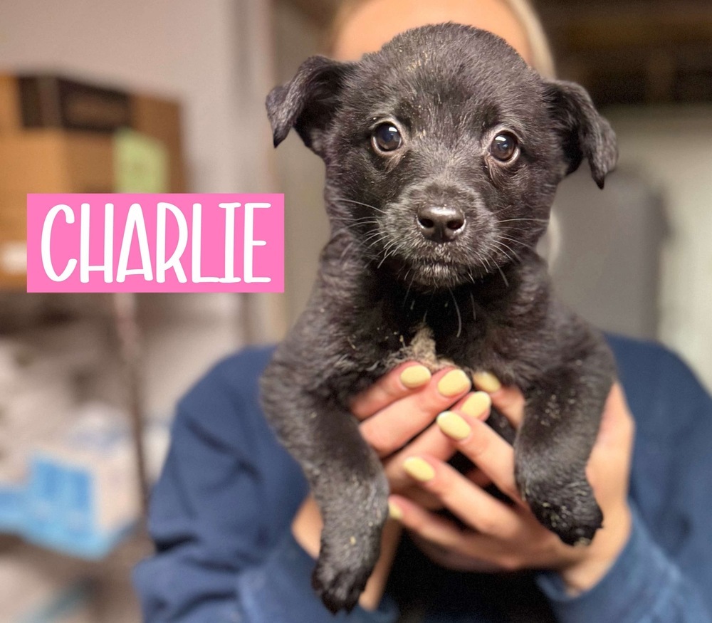 CHARLIE