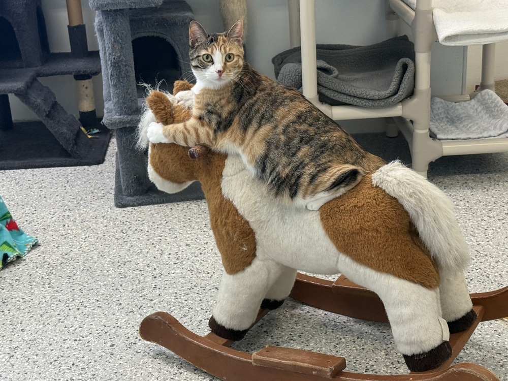 Calliope, an adoptable Domestic Short Hair in Fort Walton Beach, FL, 32548 | Photo Image 1