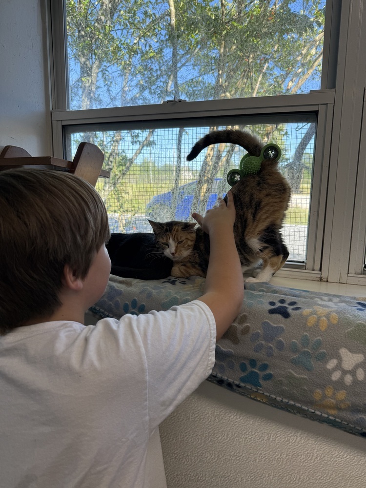 Calliope, an adoptable Domestic Short Hair in Fort Walton Beach, FL, 32548 | Photo Image 2