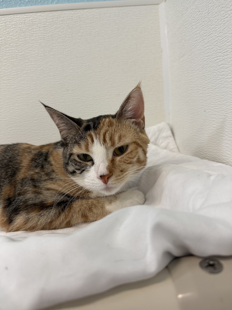 Calliope, an adoptable Domestic Short Hair in Fort Walton Beach, FL, 32548 | Photo Image 3