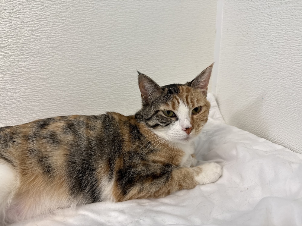 Calliope, an adoptable Domestic Short Hair in Fort Walton Beach, FL, 32548 | Photo Image 4