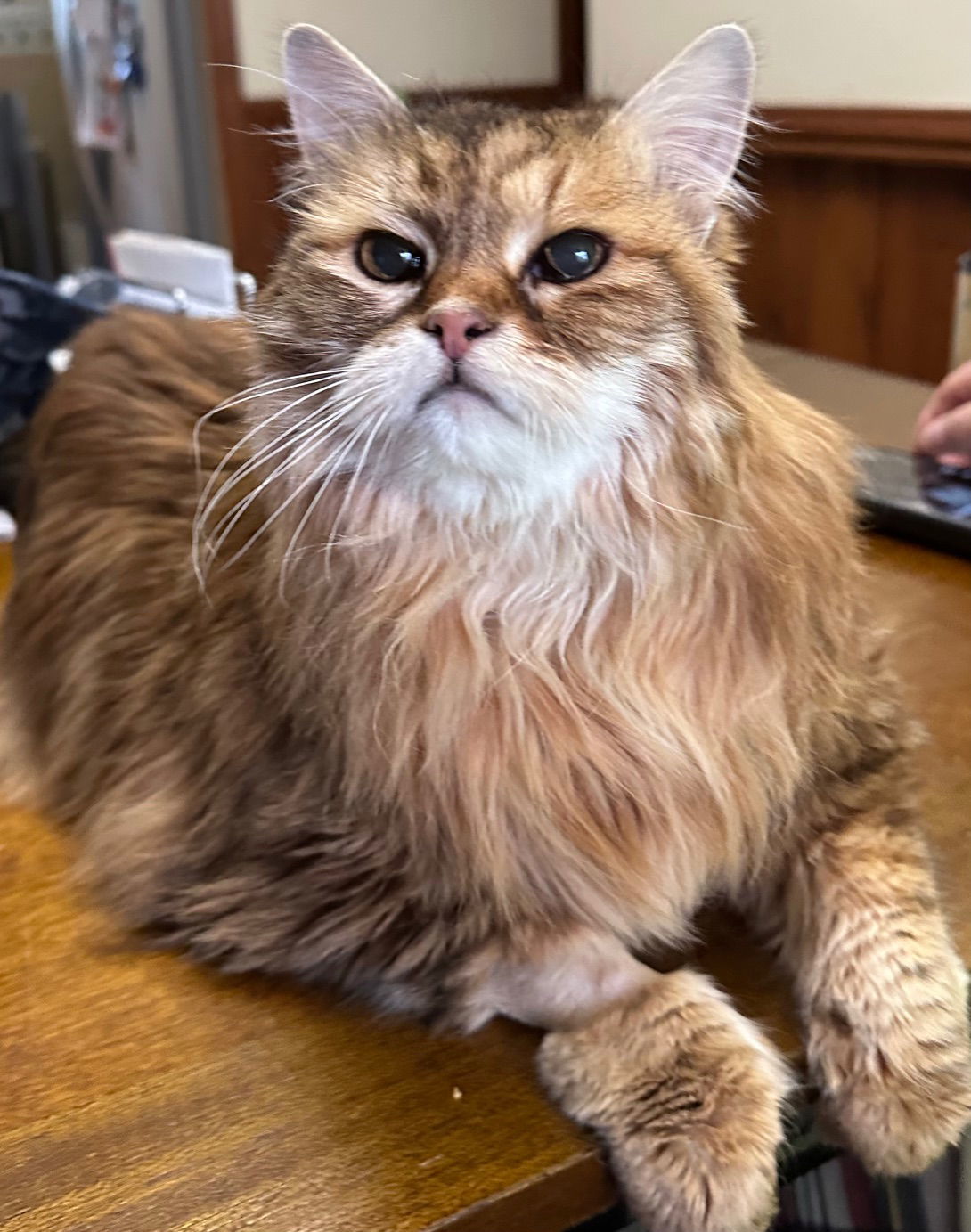 Tater Tot (Carlee), an adoptable Siberian, Domestic Long Hair in Absecon, NJ, 08201 | Photo Image 1