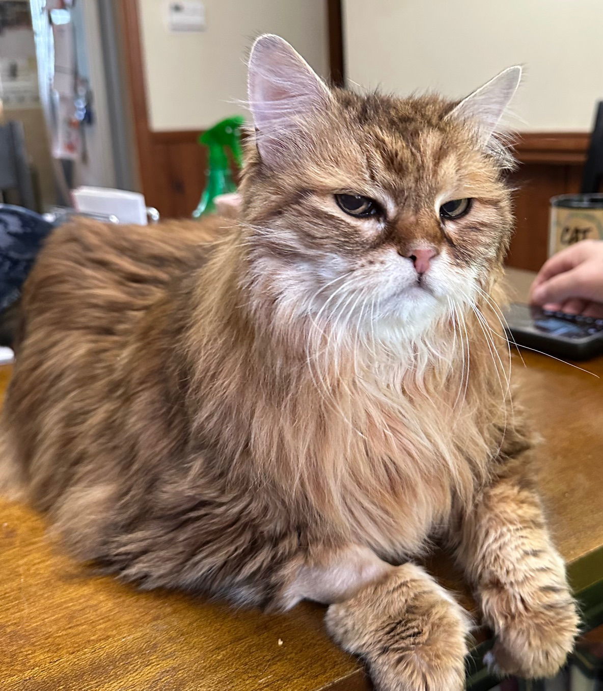 Tater Tot (Carlee), an adoptable Siberian, Domestic Long Hair in Absecon, NJ, 08201 | Photo Image 2