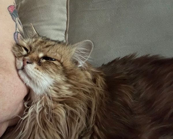 Tater Tot thumbnail 3