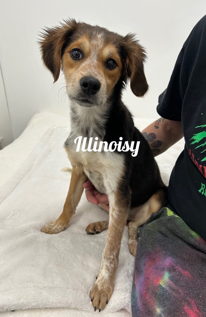 Illinoisy