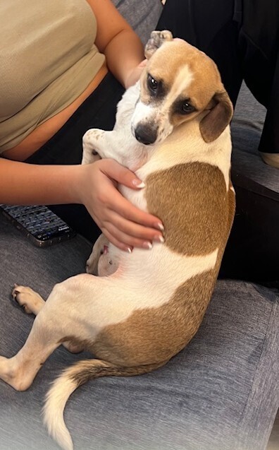 Elliot-adoption pending