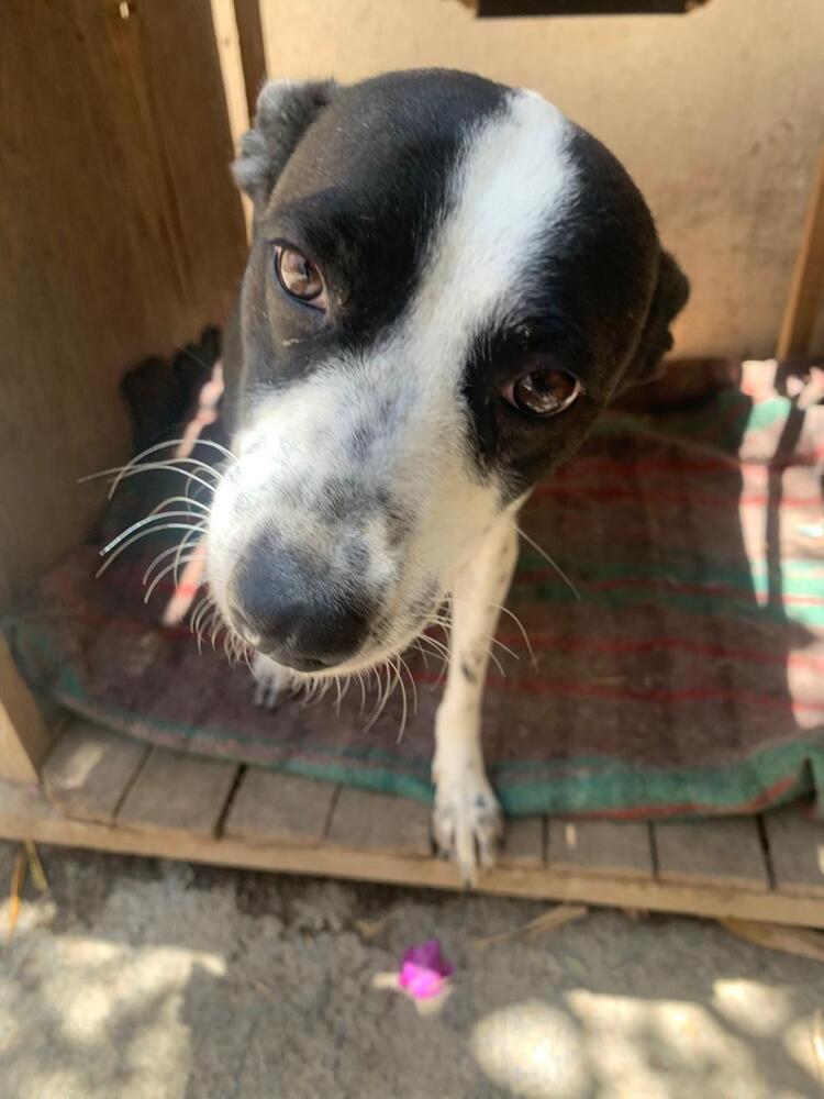 CALLIE, an adoptable Fox Terrier, Border Collie in Langley, BC, V2Y 3K1 | Photo Image 1