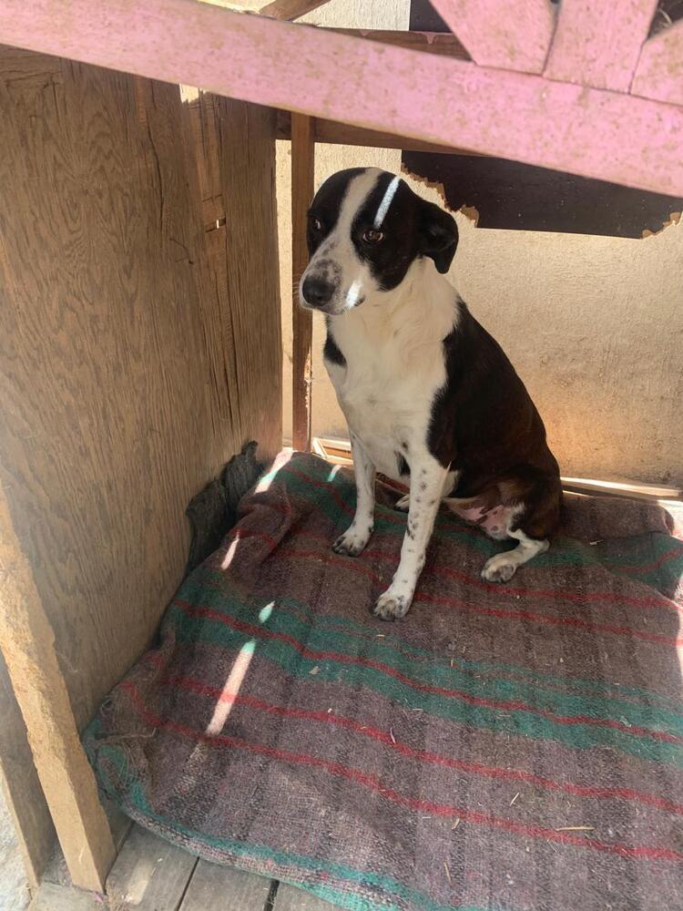 CALLIE, an adoptable Fox Terrier, Border Collie in Langley, BC, V2Y 3K1 | Photo Image 2