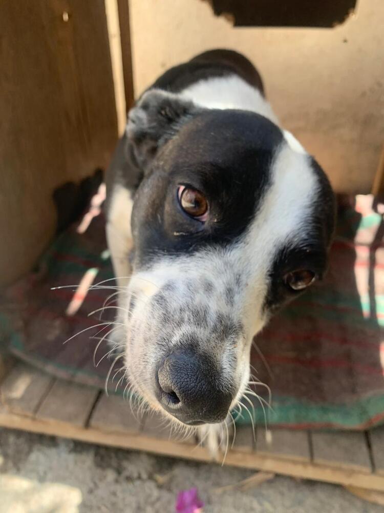 CALLIE, an adoptable Fox Terrier, Border Collie in Langley, BC, V2Y 3K1 | Photo Image 3