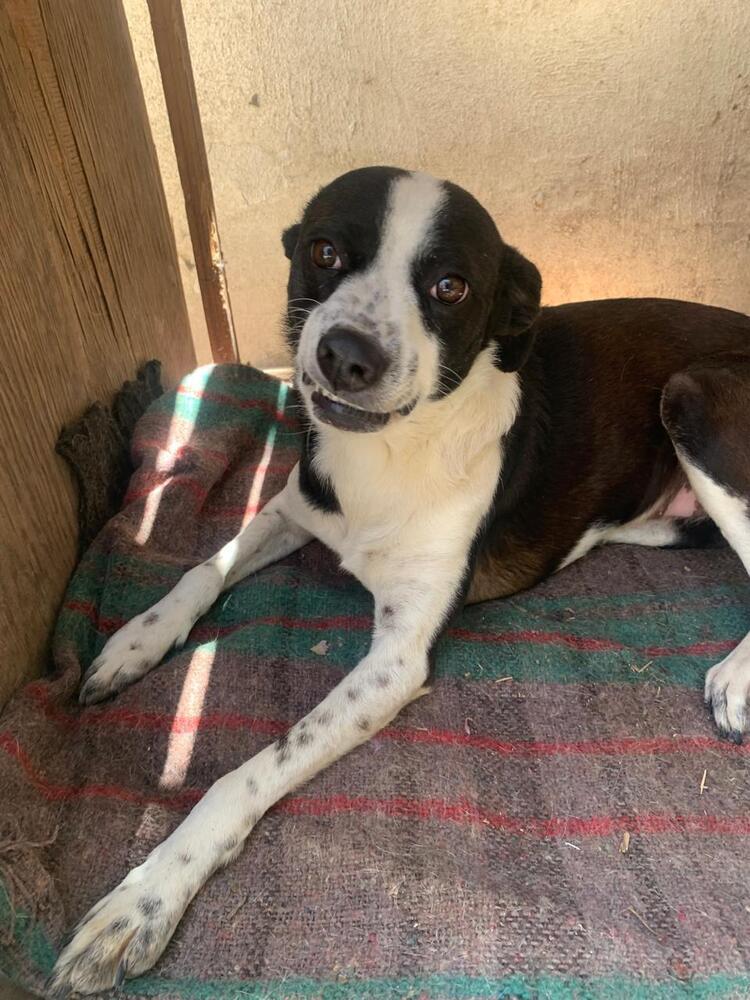 CALLIE, an adoptable Fox Terrier, Border Collie in Langley, BC, V2Y 3K1 | Photo Image 4