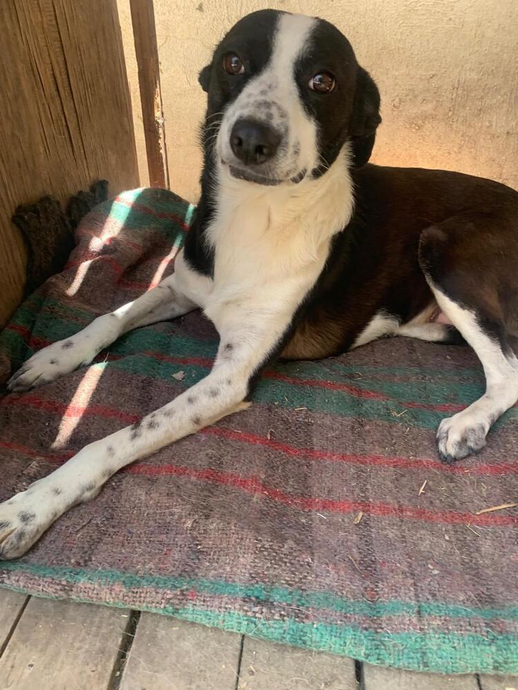 CALLIE, an adoptable Fox Terrier, Border Collie in Langley, BC, V2Y 3K1 | Photo Image 5