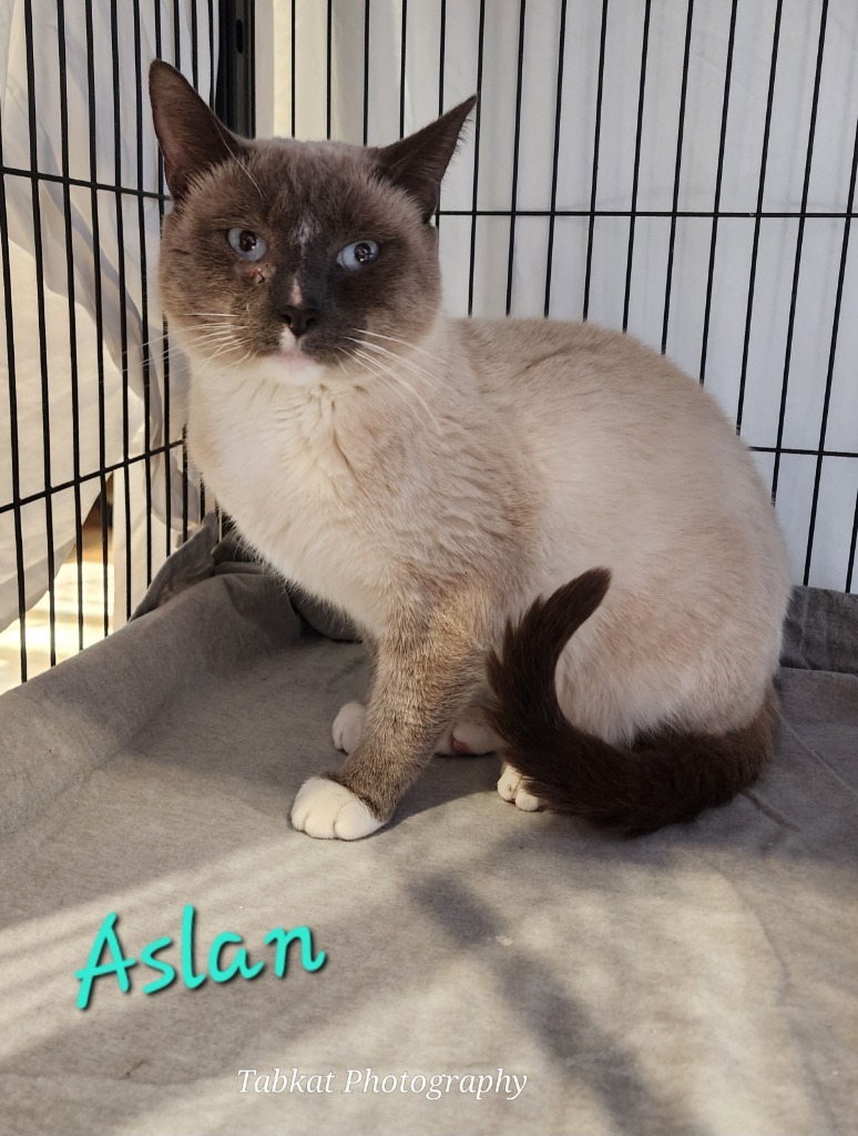 Aslan