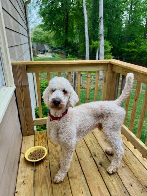Calling All Poodle Lovers Taye was an owner surrenders in rural Upson County GA along with a senior 