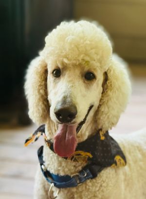 Calling All Poodle Lovers Taye was an owner surrenders in rural Upson County GA along with a senior 